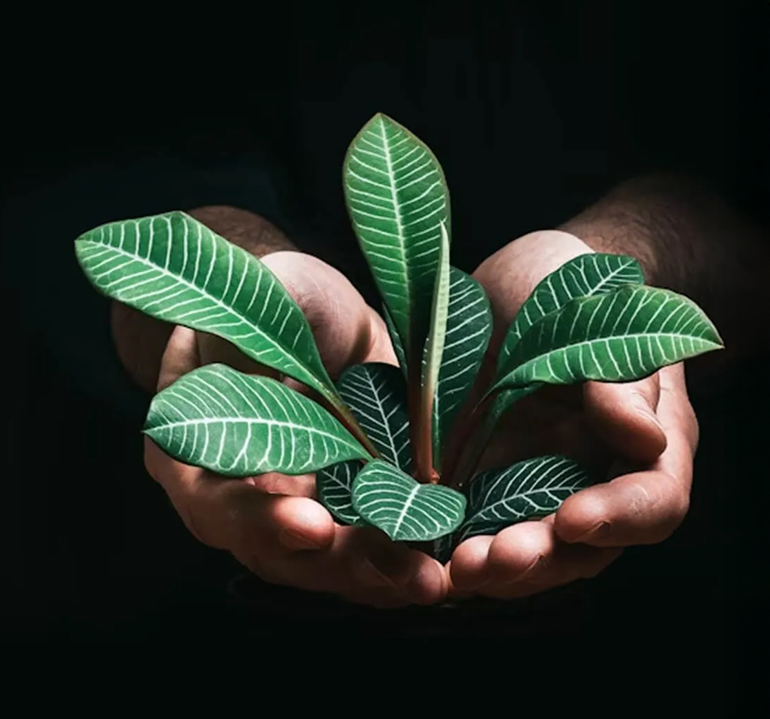 Social Impact and Economic Opportunity