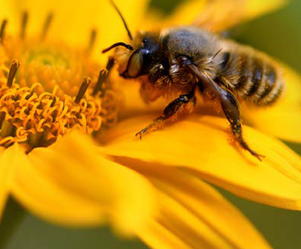 APICORP Bond Green Report