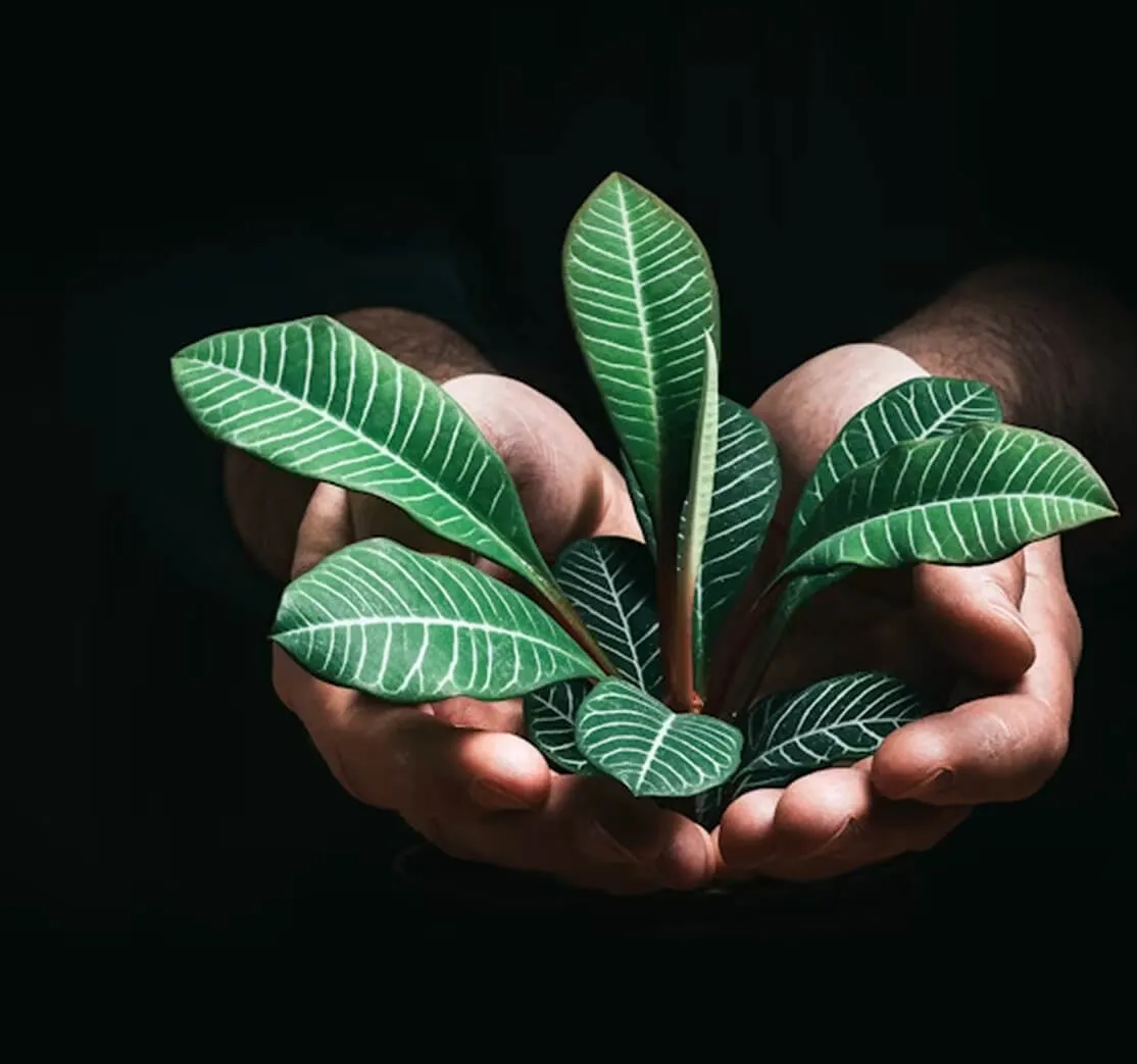 Financial Resilience and Governance