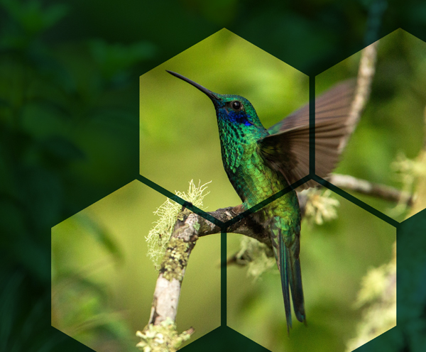 Green Bond Framework 2021