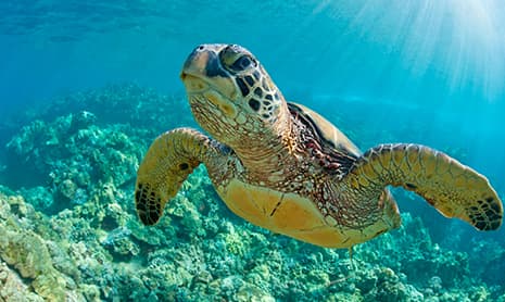 ابيكورب تدعم  استدامة قطاع الطاقة في مجال الشحن البحري  من خلال تمويل مشترك مع بنك الفجيرة الوطني